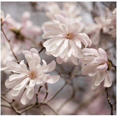 Star magnolia 'Waterlily' C7.5