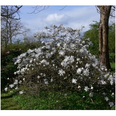 Magnolija žvaigždinė 'Waterlily' C20 2