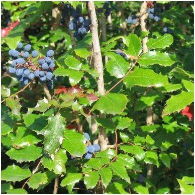 Oregon grape C5