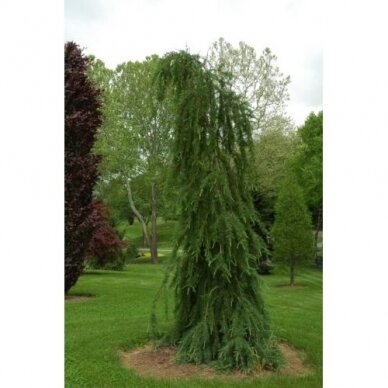 Maumedis amerikinis 'Nash Pendula' C20, Pa