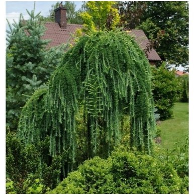 Maumedis europinis 'Pendula' C20