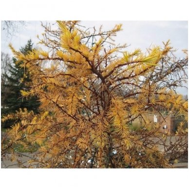 Japanese larch 'Little Boggle' C20 2