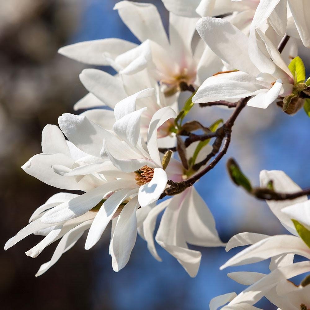 Japan magnolia C5 | Magnolija japoninė | Magnolia | Shrubs | Deciduous |  Eshop
