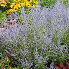 Perovskia atriplicifolia 'Lacey Blue' C2