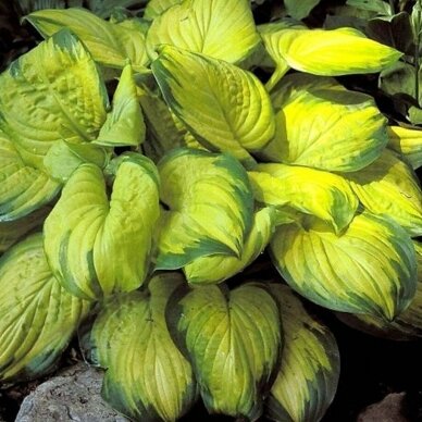 Plantain Lily 'Stained Glass', C5