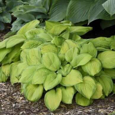 Plantain Lily 'Stained Glass', C5 2