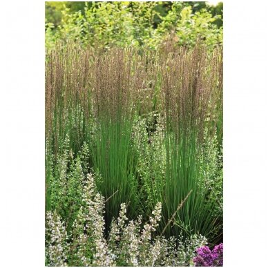 Moor Grass 'Moorhexe' C2