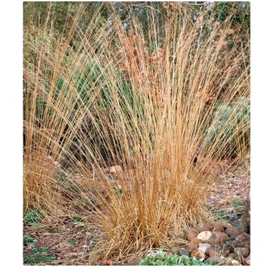 Moor Grass 'Moorhexe' C2 2