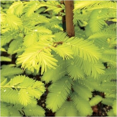 Dawn redwood 'Goldrush' C20 3