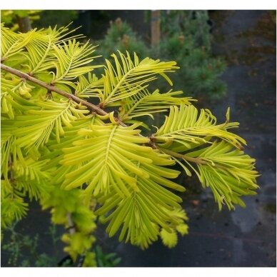 Dawn redwood 'Goldrush' C20 2