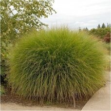 Chinese Silver Grass 'Gracillimus' C2