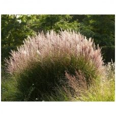 Chinese Silver Grass 'Kleine Silberspinne'  C2