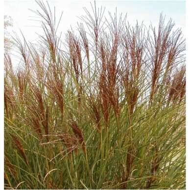 Chinese Silver Grass 'Gracillimus' C2 2