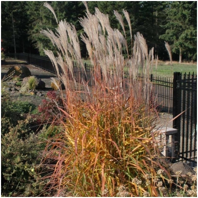 Silvergrass 'Purpurascens' C2