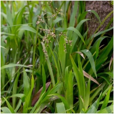 Luzula sylvatica 'Select' 2