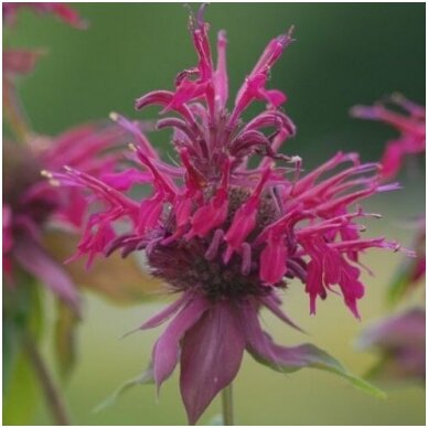 Monarda 'Amazone' C2