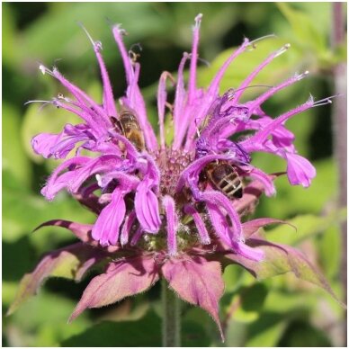 Monarda 'Violet Queen'