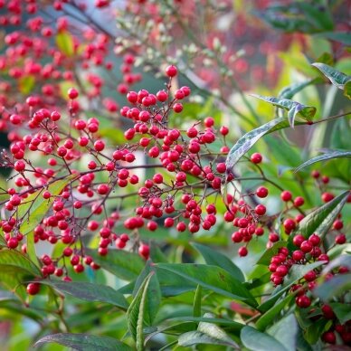 Nandina domestica (Dangiškasis bambukas) 'Richmond' C5