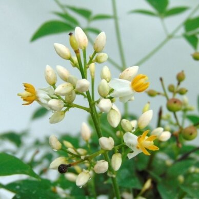 Nandina domestica (Dangiškasis bambukas) 'Richmond' C5 2