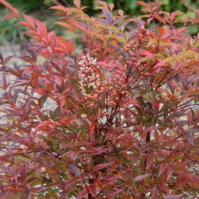 Nandina domestica (Dangiškasis bambukas) 'Richmond' C5 3