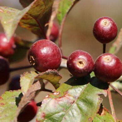 Apple 'Dark Rosaleen', C10 2