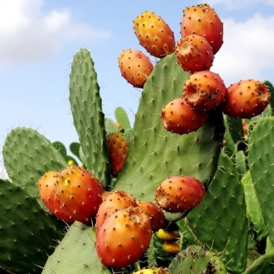 Prickly Pear C2