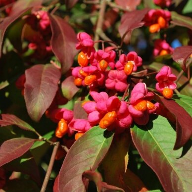 Ožekšnis europinis 'RED CASCADE' C2