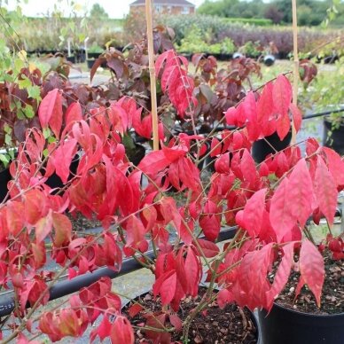 Spindle 'Red Cascade' C2 3