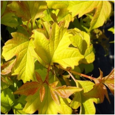 Compact guelder rose 'Park Harvest' C5 2