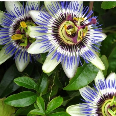 Passion Flower Blue  C2