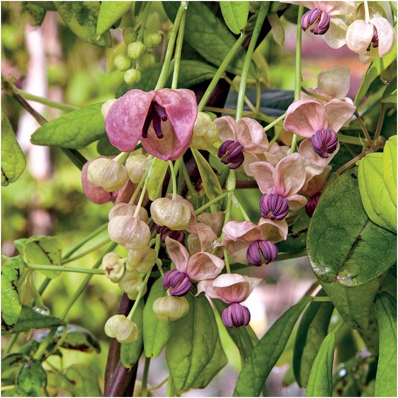 Silver Bells Chocolate Vine