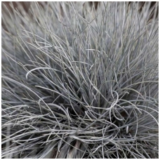 Festuca glauca 'Eisvogel' C2