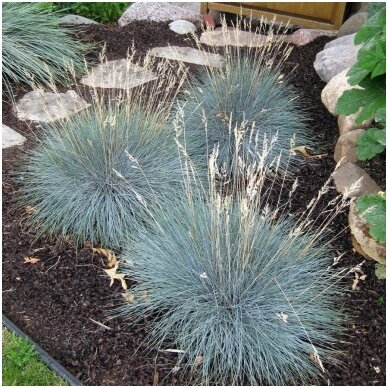 Festuca glauca 'Festina' C2