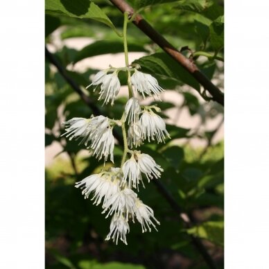 Pterostyrax hispida C10 2