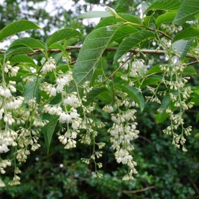 Pterostyrax hispida C10