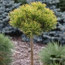 Mountain pine 'Carsten's Wintergold' C20, Pa