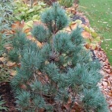 Pušis paprastoji 'Chantry blue', C20