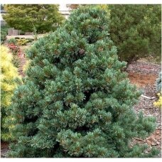 Five-needle pine 'Schoon"s Bonsai' C20, Pa