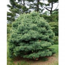 Eastern white pine 'Blue shag', C10