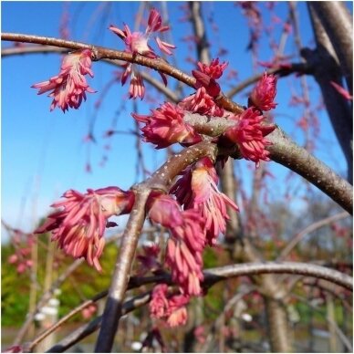 Katsura tree C20 2