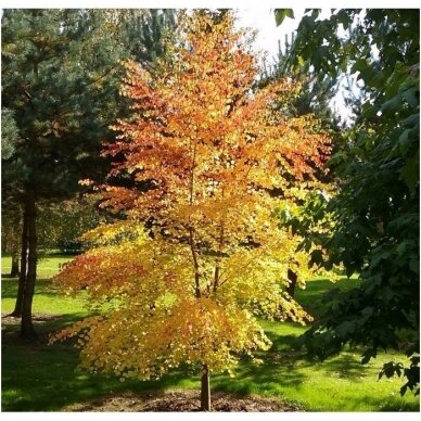 Katsura tree C20