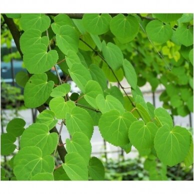 Katsura tree C20 3