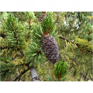 Rocky Mountain bristlecone pine C2 3