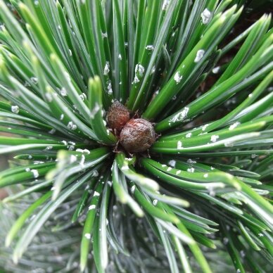 Rocky Mountain bristlecone pine C2