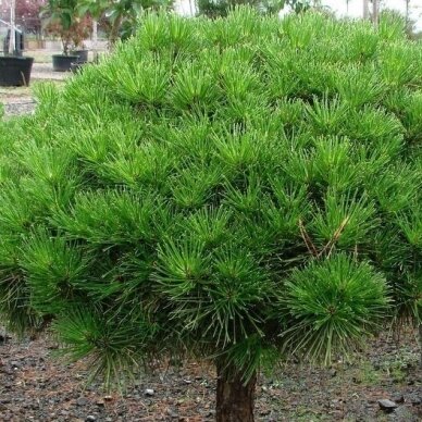 Japanese pine 'Jane Kluis' C10, Pa