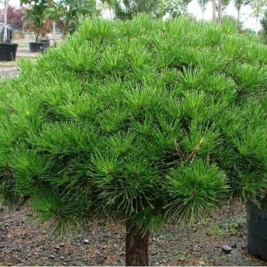 Japanese pine 'Jane Kluis' C5, Pa