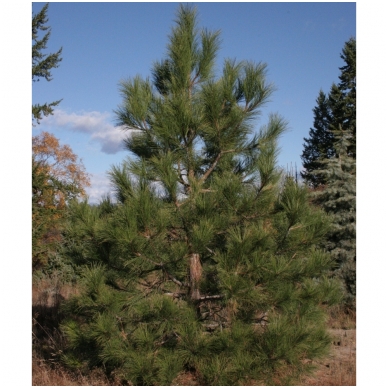 Ponderosa Pine C130