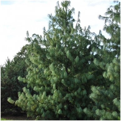 Himalayan pine C5