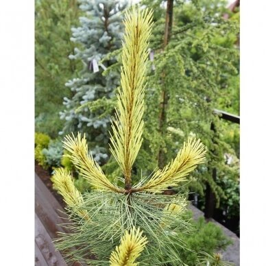 Black pine 'Aurea' C20, Pa