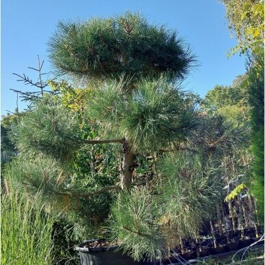 Black pine C110 2